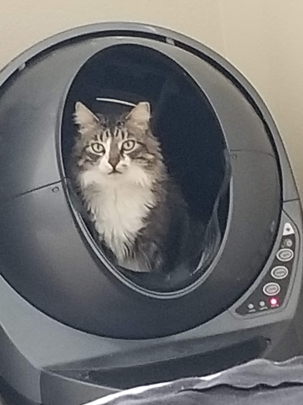 Pooping cat in litter box